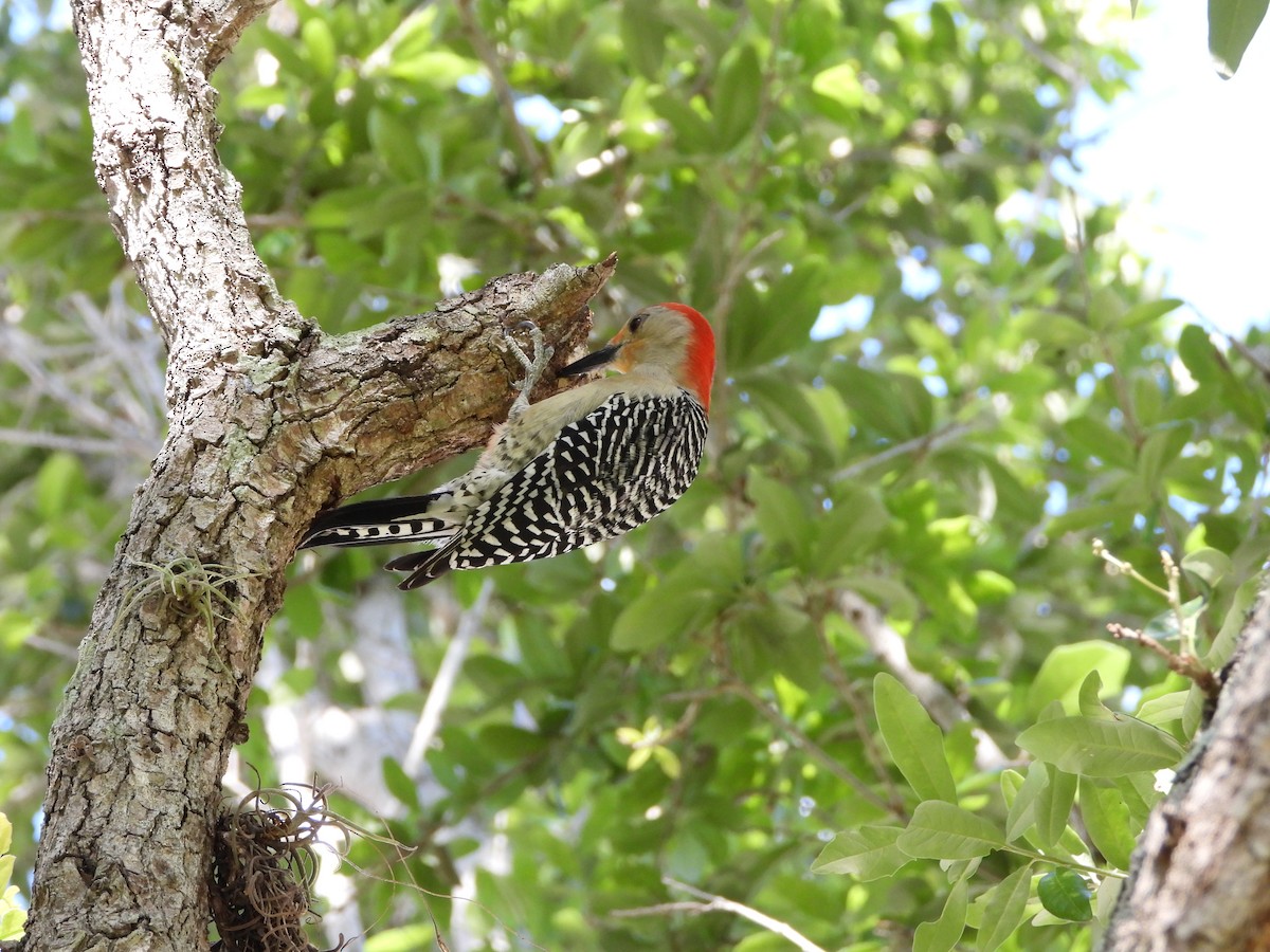 Red-bellied Woodpecker - ML616506807