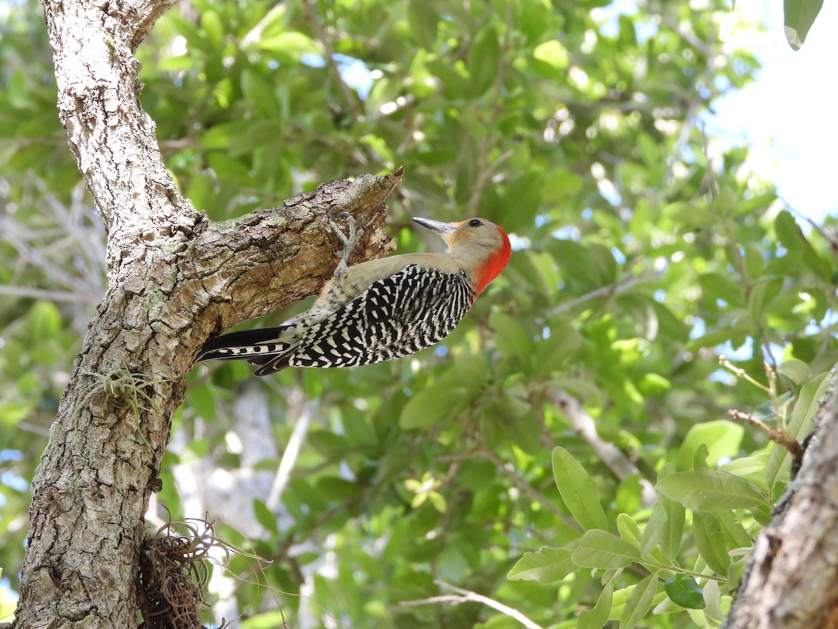 Red-bellied Woodpecker - ML616506808