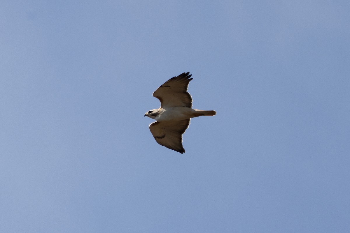 Red-tailed Hawk - ML616506809