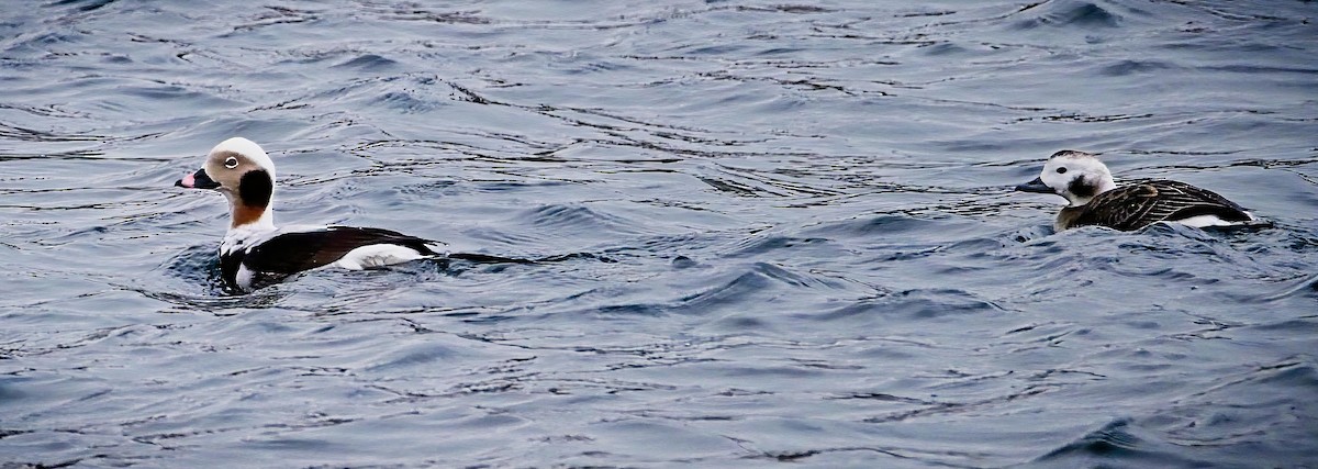 Long-tailed Duck - Mass Audubon North Shore