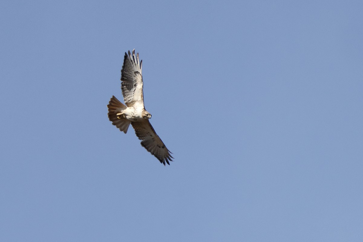 Red-tailed Hawk - ML616506819