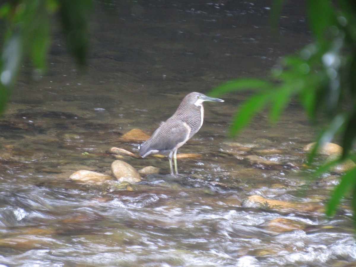 Fasciated Tiger-Heron - ML616506841