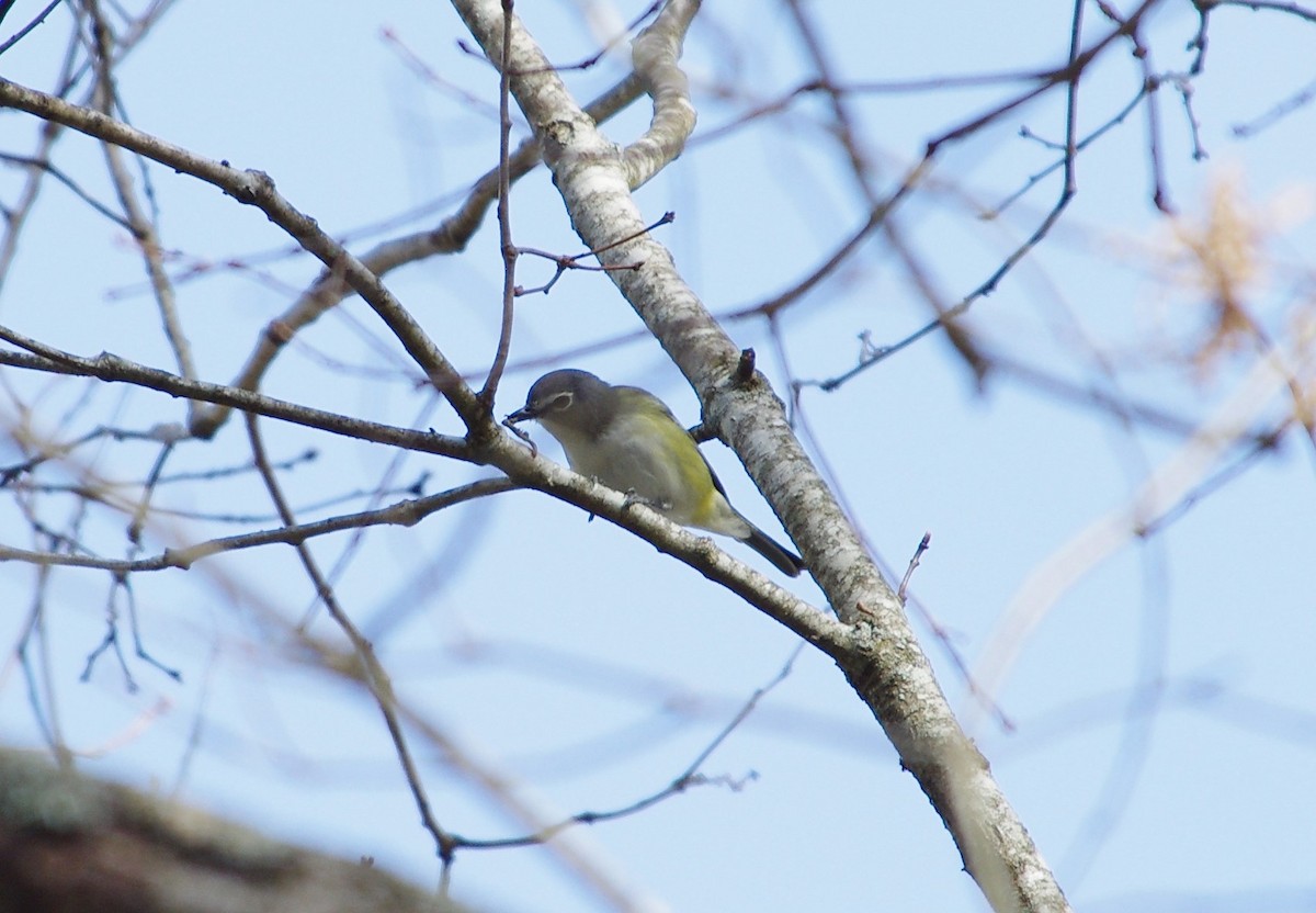 Blue-headed Vireo - chuck gehringer