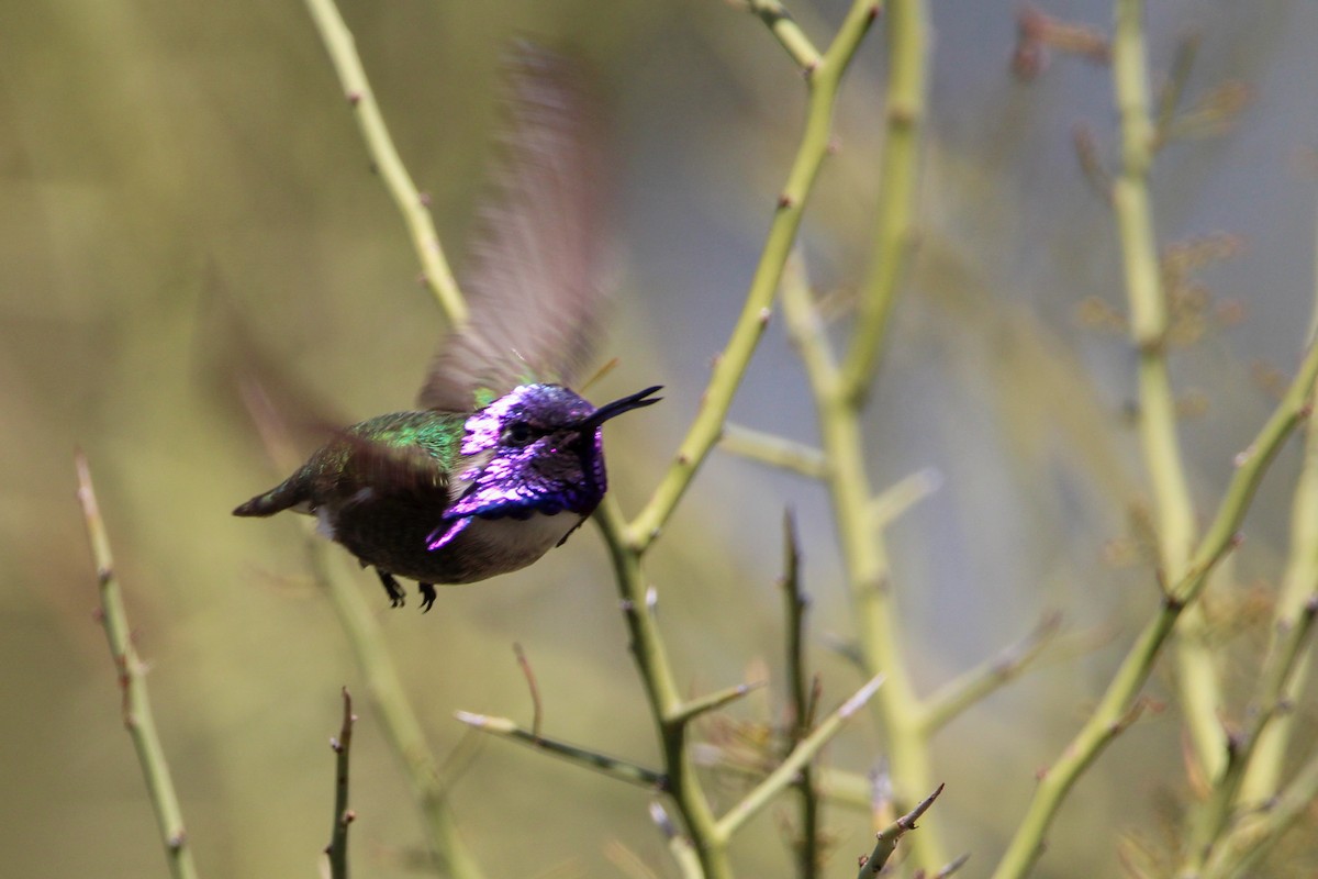 Costa's Hummingbird - ML616506900