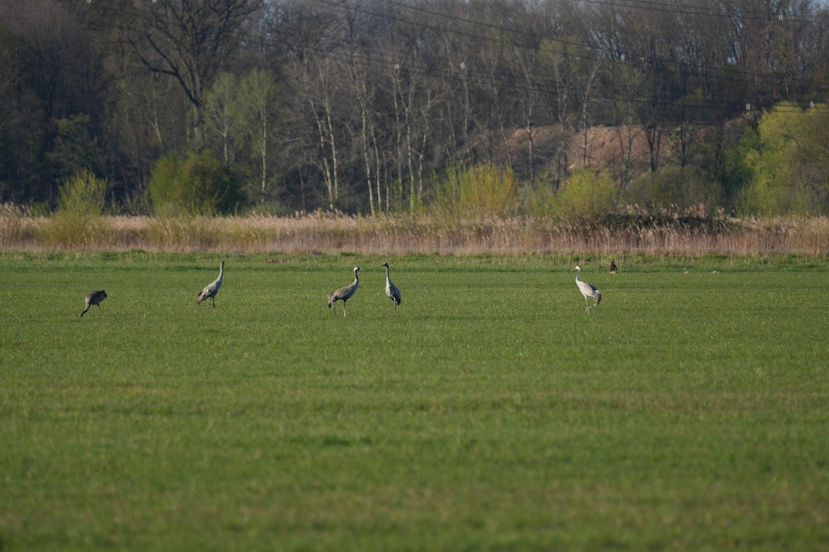 Common Crane - ML616506924