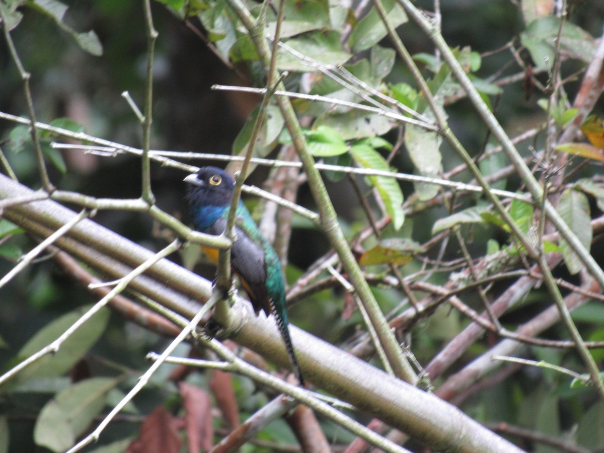 Gartered Violaceous Trogon - ML616506925