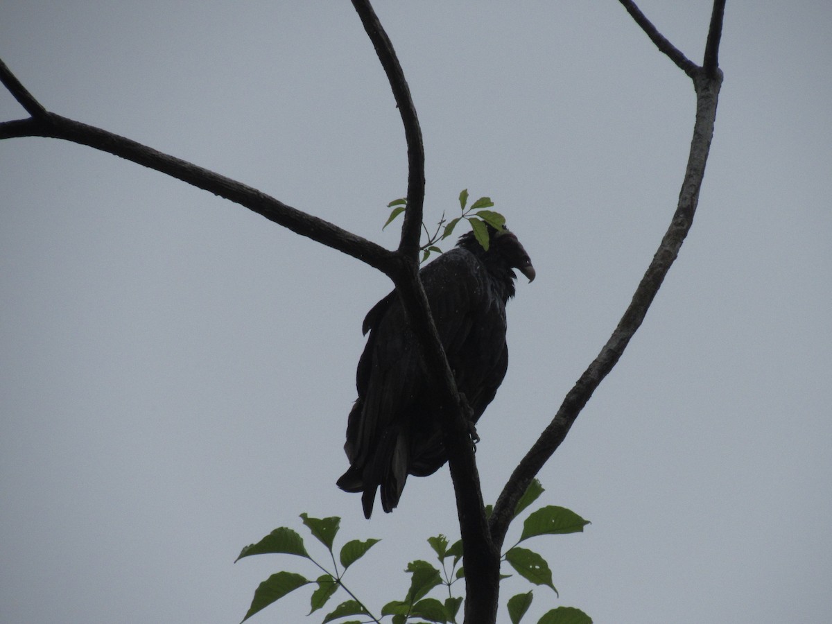 Turkey Vulture - ML616506933
