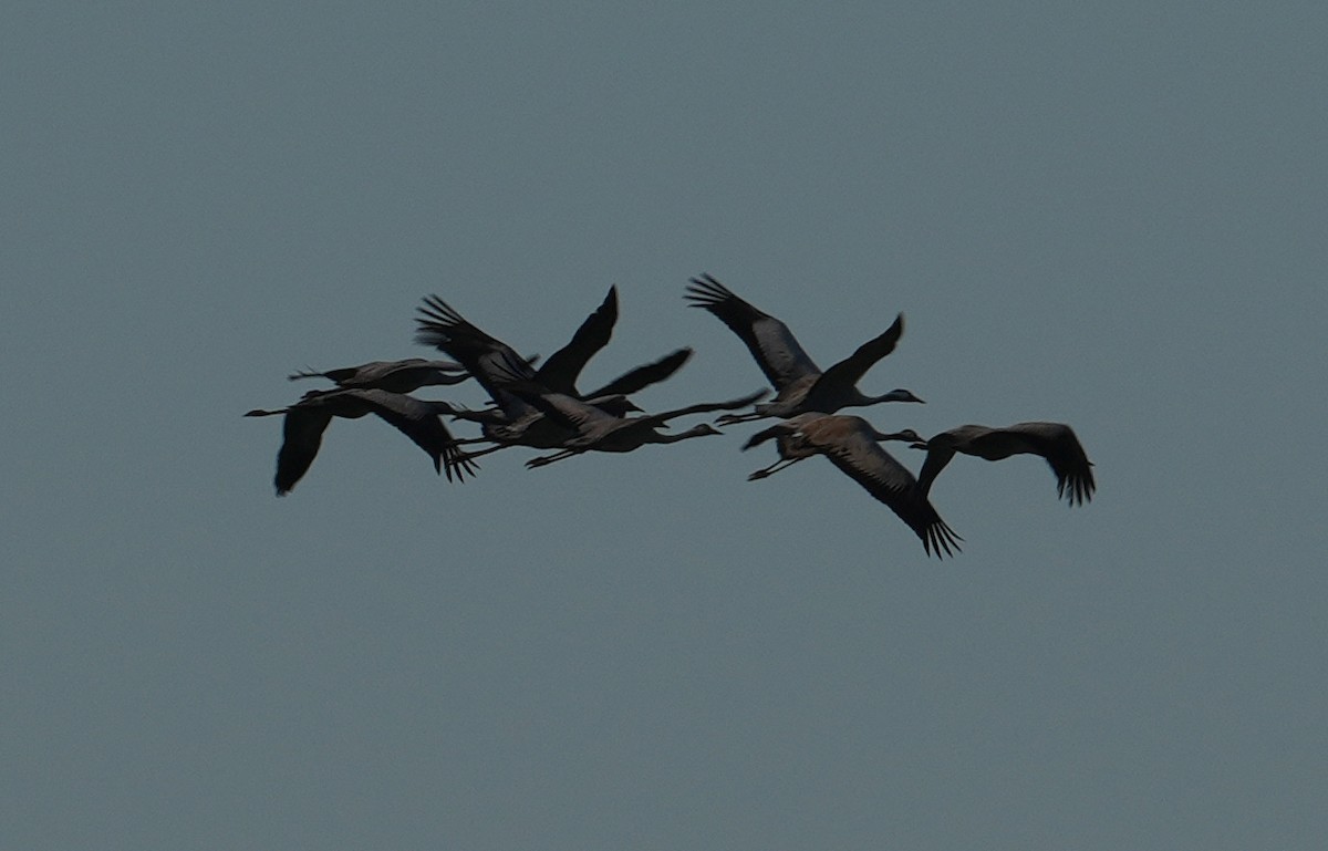 Common Crane - ML616506934