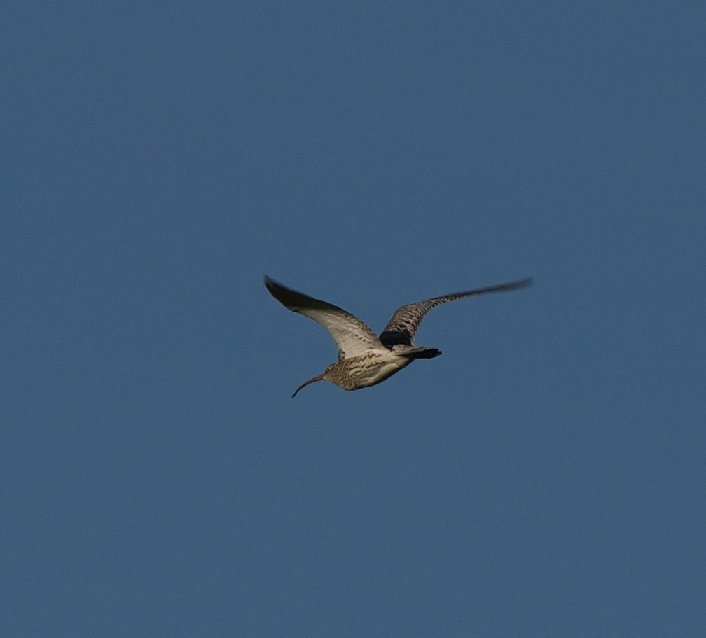 Eurasian Curlew - ML616506940