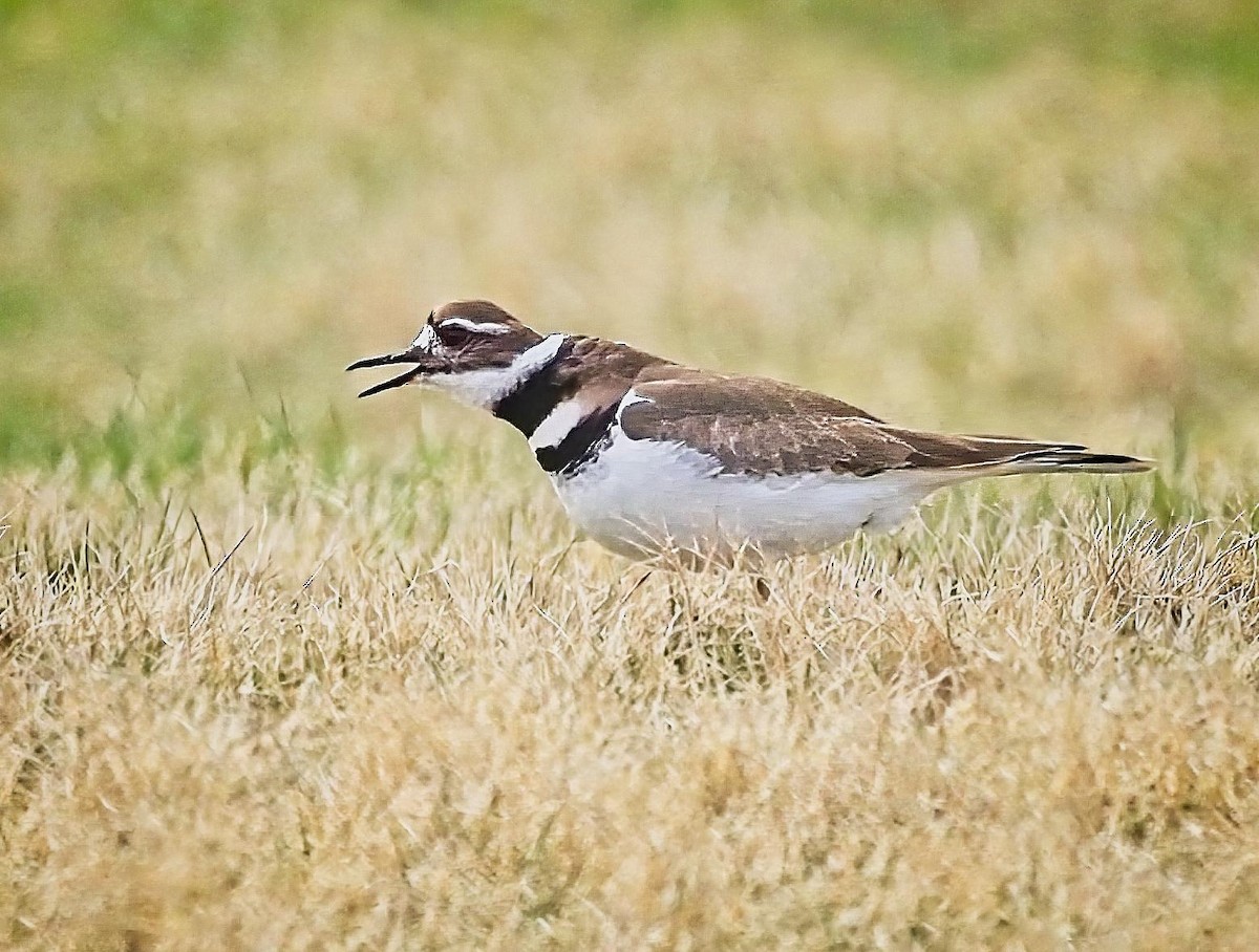 Killdeer - Mass Audubon North Shore