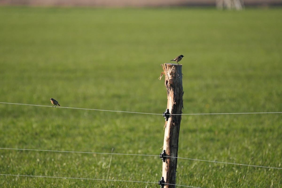 European Stonechat - ML616506976