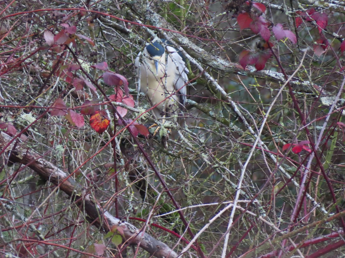 Black-crowned Night Heron - ML616507003