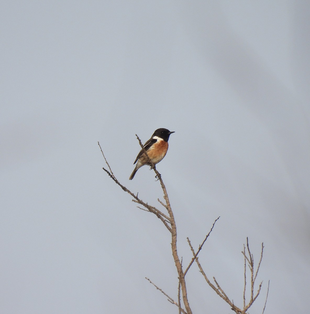 European Stonechat - ML616507004