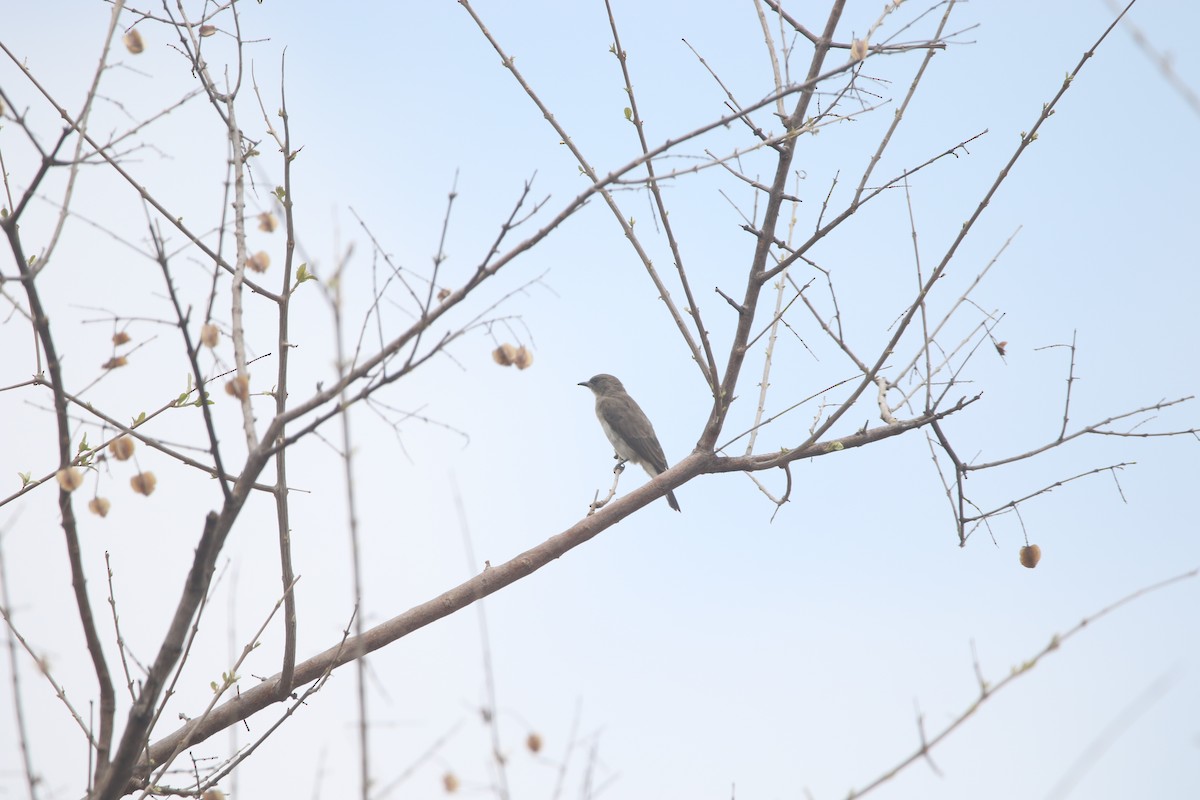 Wahlberg's Honeyguide - ML616507051