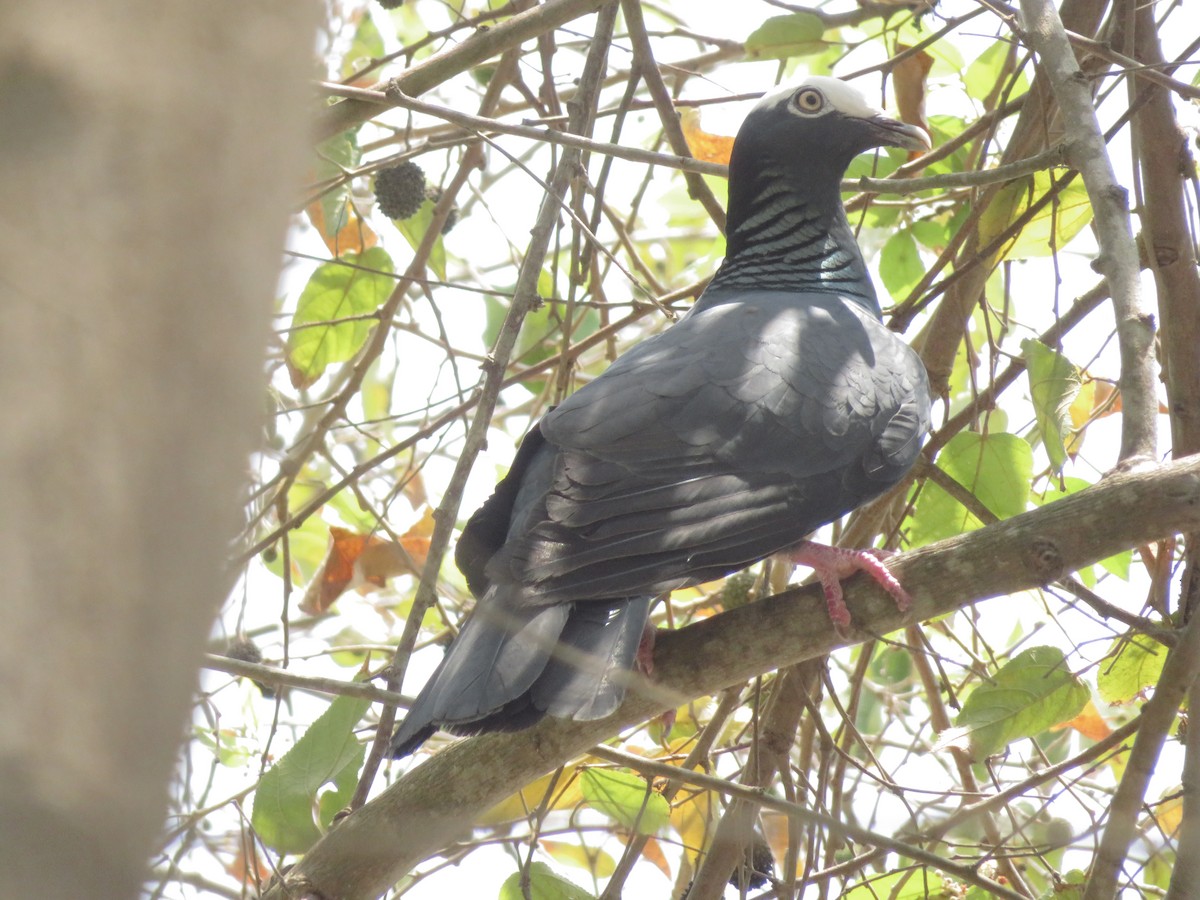 White-crowned Pigeon - ML616507106