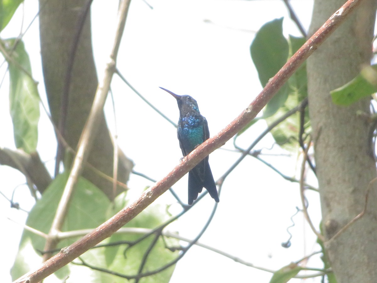 Shining-green Hummingbird - maicol gonzalez guzman