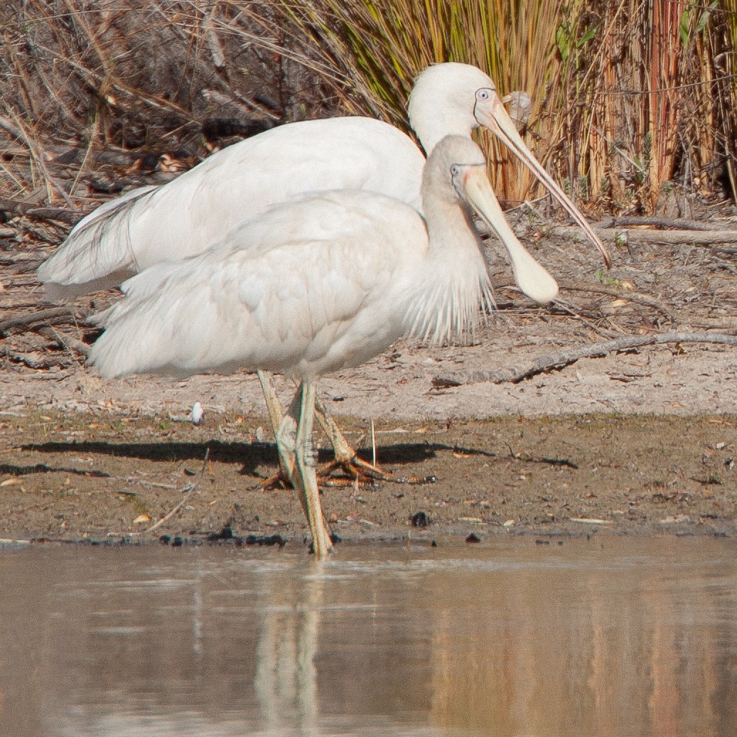 Yellow-billed Spoonbill - Werner Suter