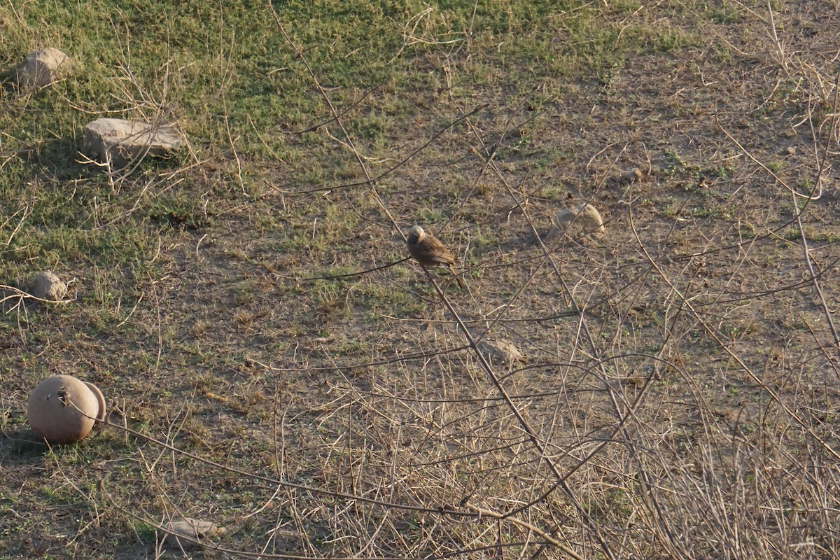 Yellow-billed Babbler - Kirubakaran Valayapathi