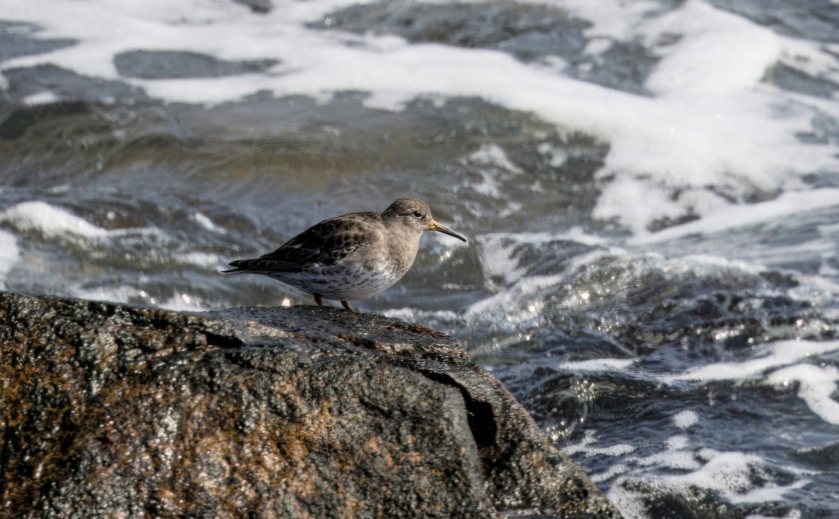 Purple Sandpiper - ML616507176