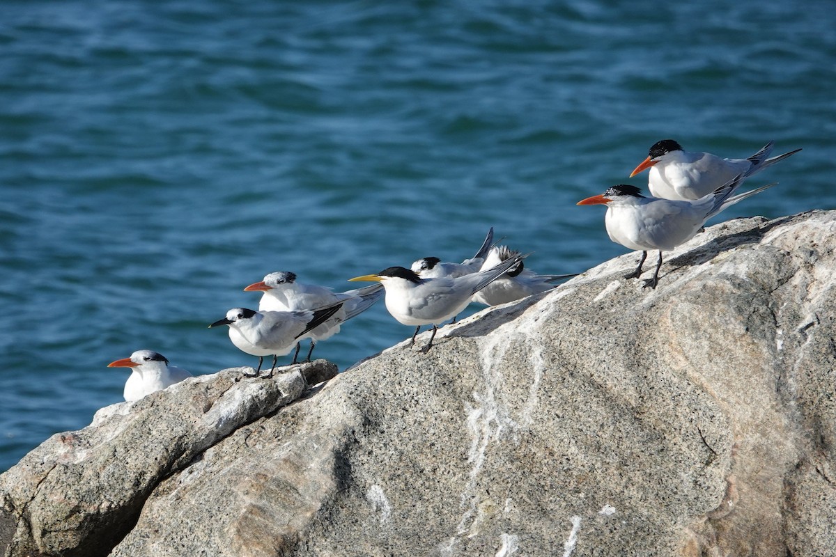 Sandwich Tern - ML616507184