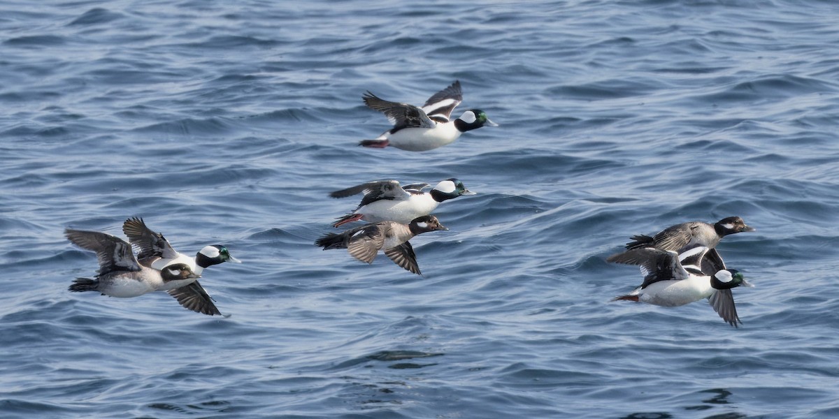 Bufflehead - Mass Audubon North Shore