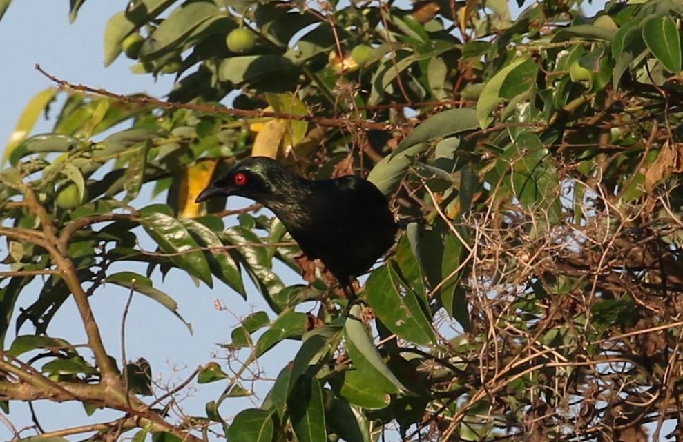 Asian Glossy Starling - Alain Pataud