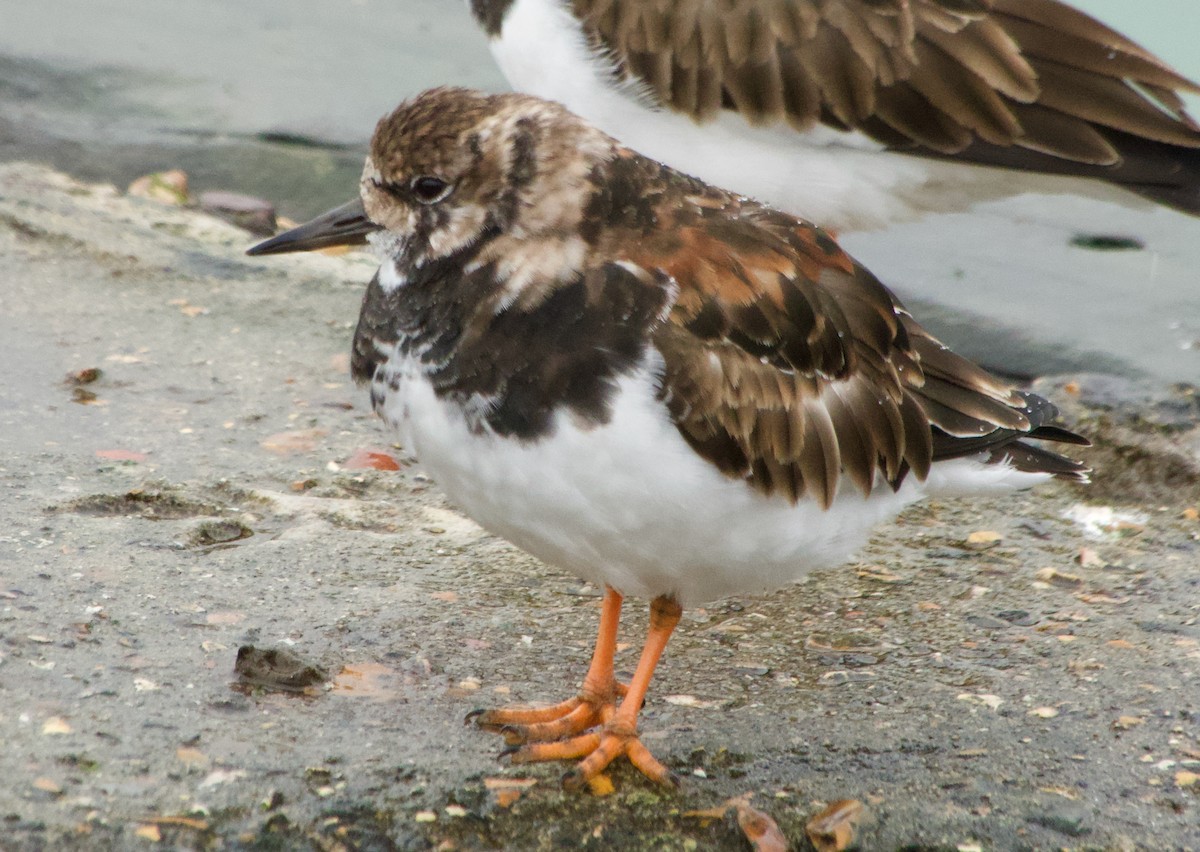 Ruddy Turnstone - Stuart Malcolm