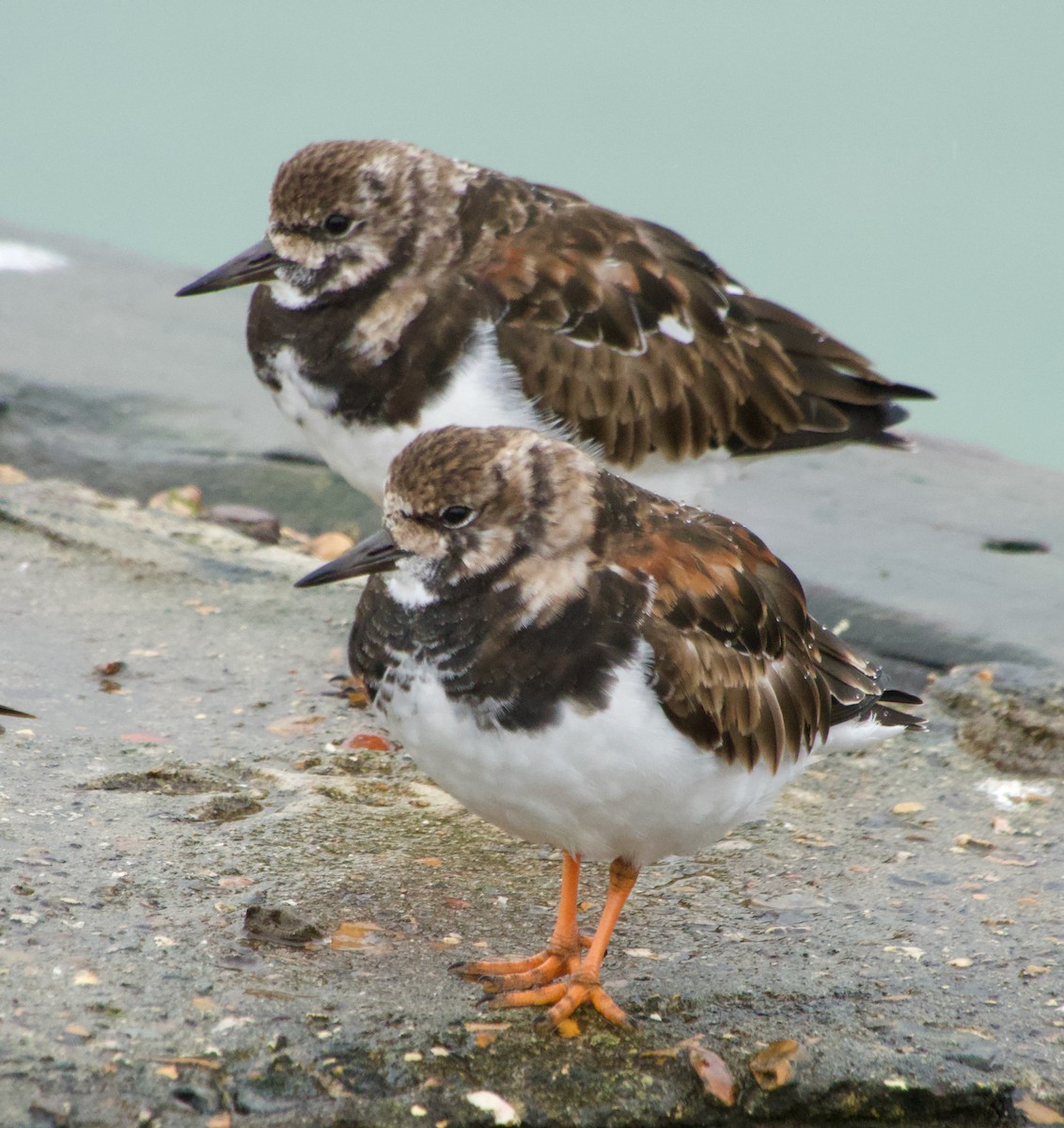 Ruddy Turnstone - Stuart Malcolm