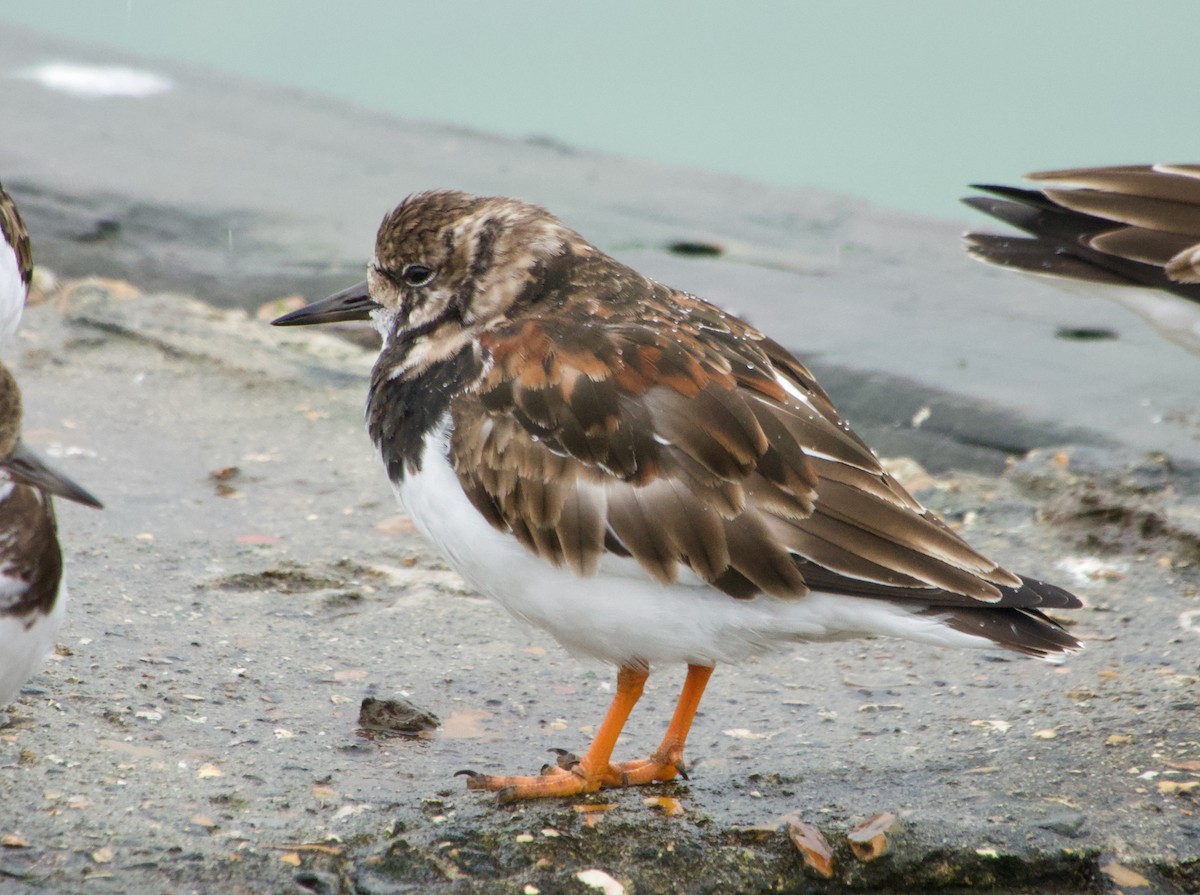 Ruddy Turnstone - Stuart Malcolm