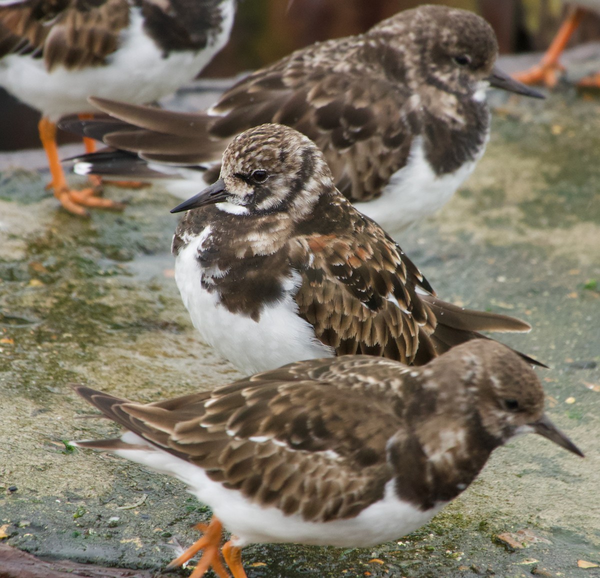 Ruddy Turnstone - ML616507259