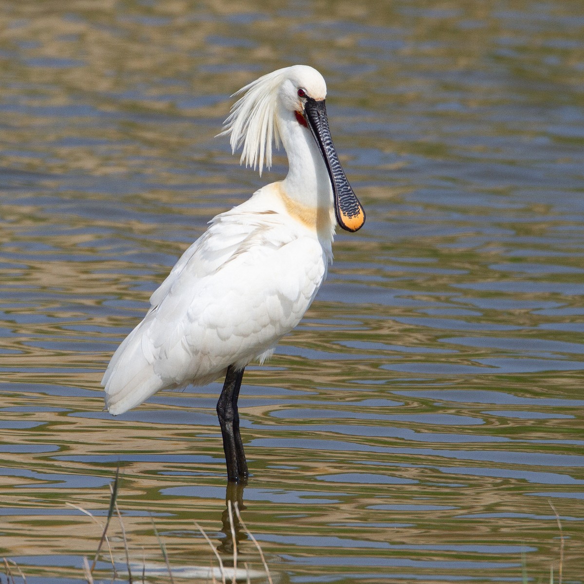 Eurasian Spoonbill - Werner Suter