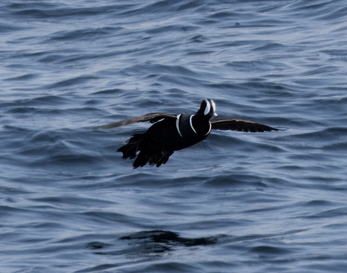 Harlequin Duck - Mass Audubon North Shore