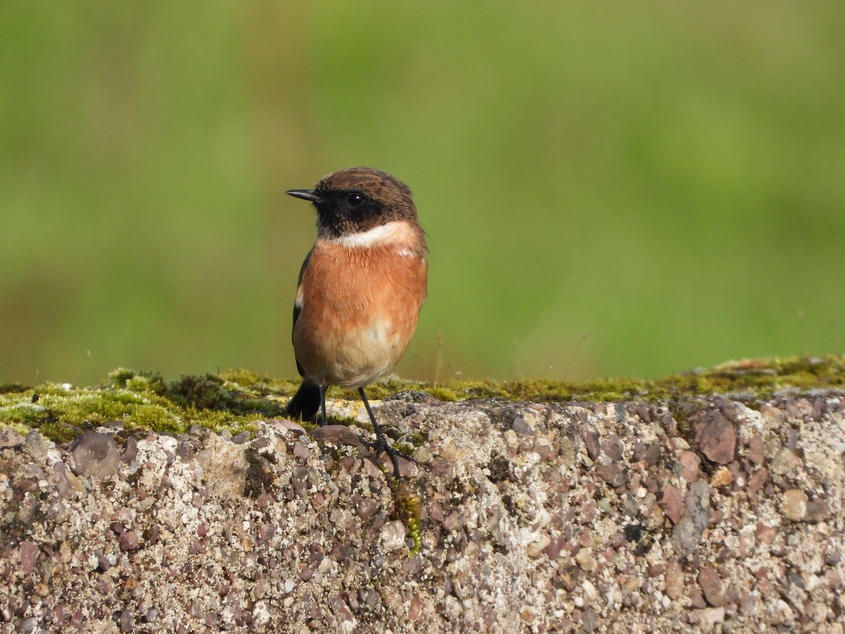 European/Siberian Stonechat - ML616507311