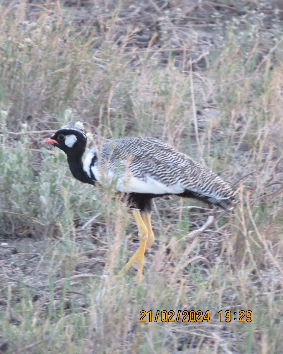 White-quilled Bustard - ML616507405