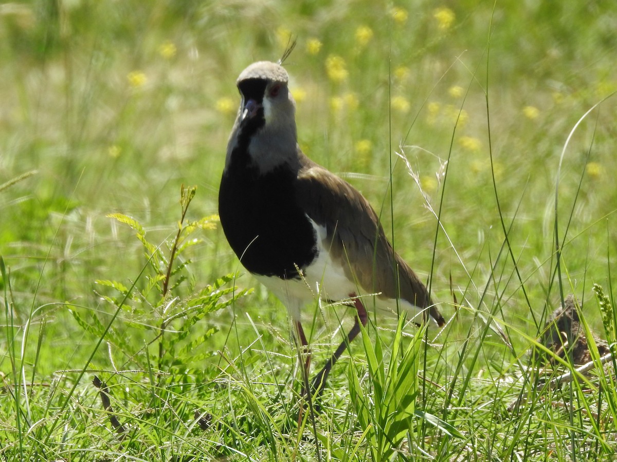 Southern Lapwing - ML616507415