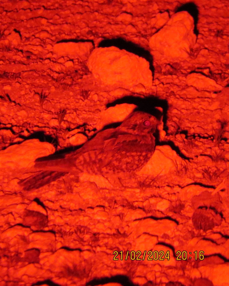 Rufous-cheeked Nightjar - ML616507431