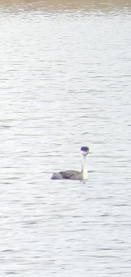 Western Grebe - ML616507440