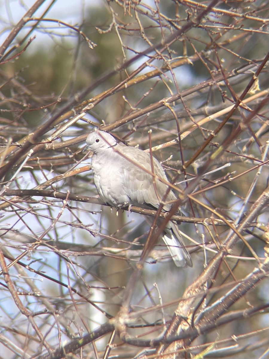 Eurasian Collared-Dove - ML616507472