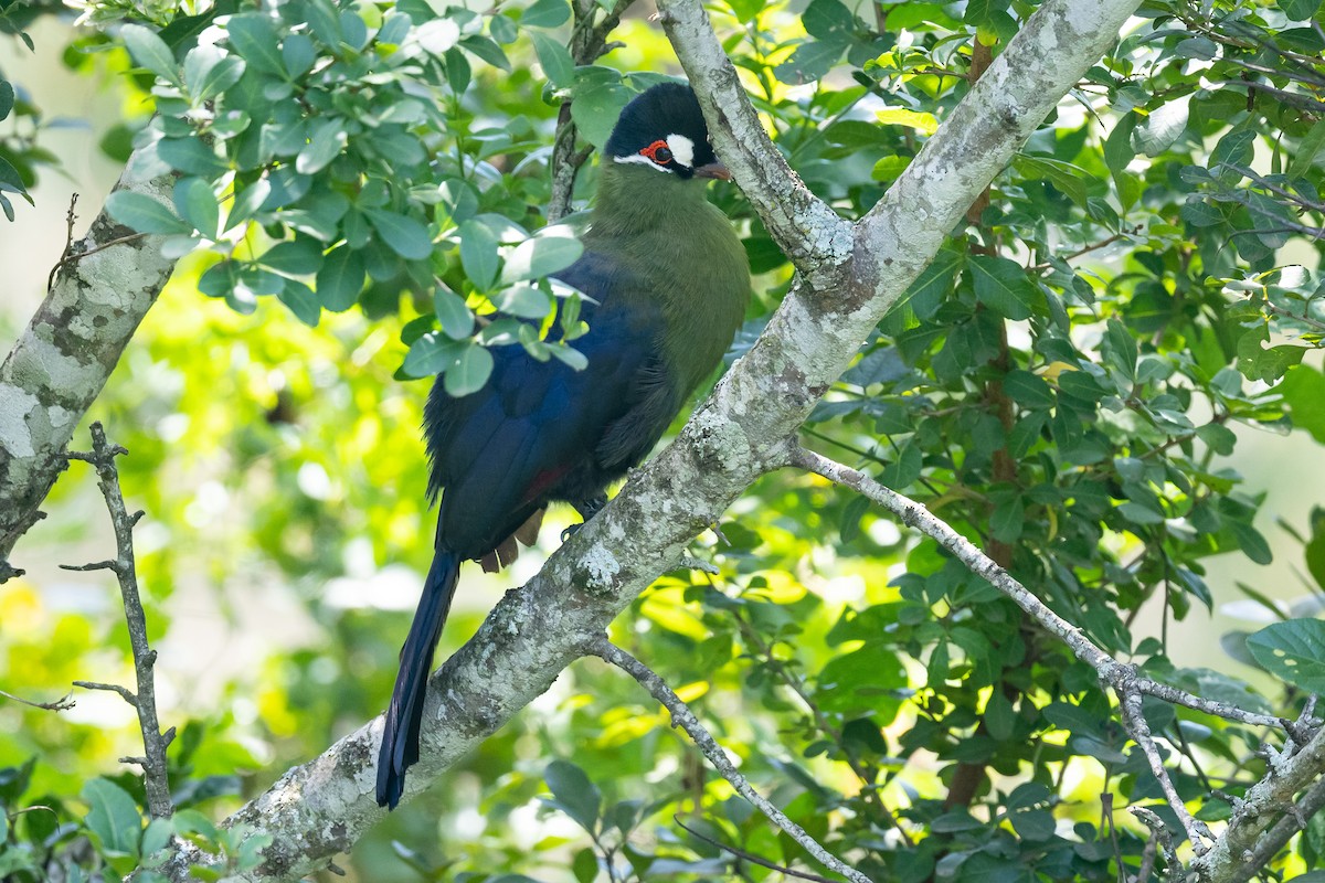 Hartlaub's Turaco - ML616507483