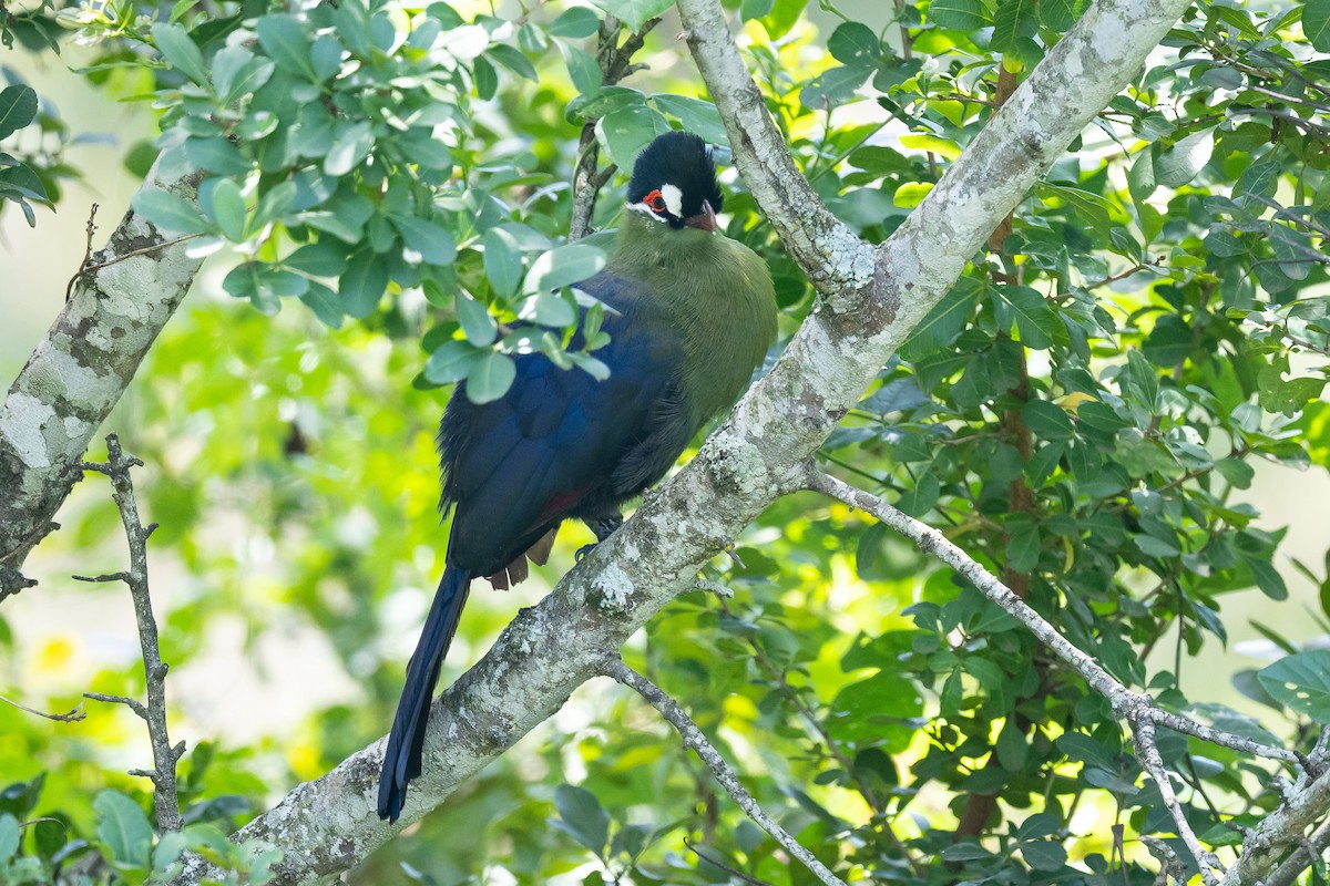 Turaco de Hartlaub - ML616507486