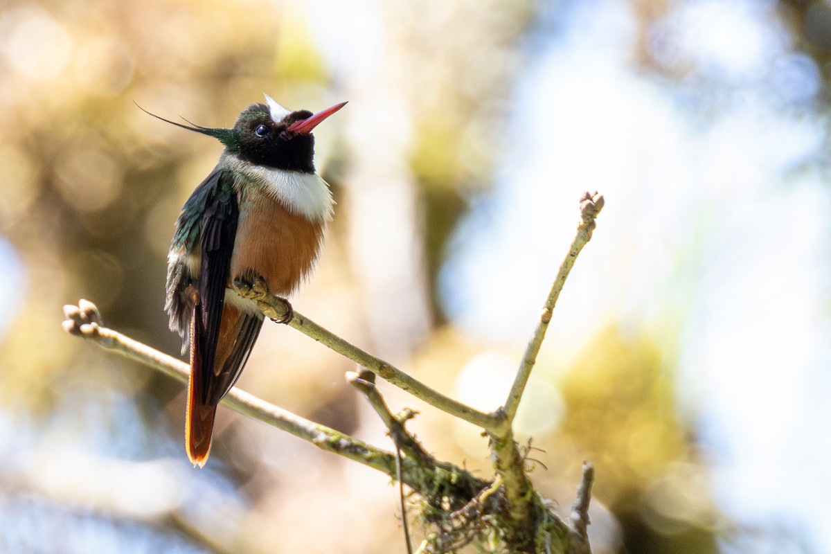 White-crested Coquette - ML616507535