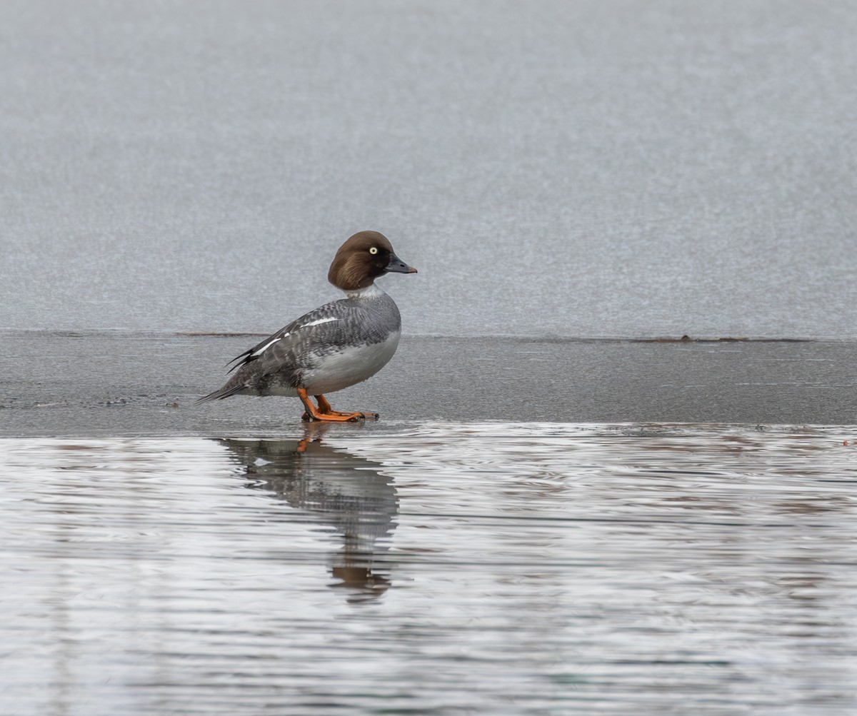 Common Goldeneye - ML616507539