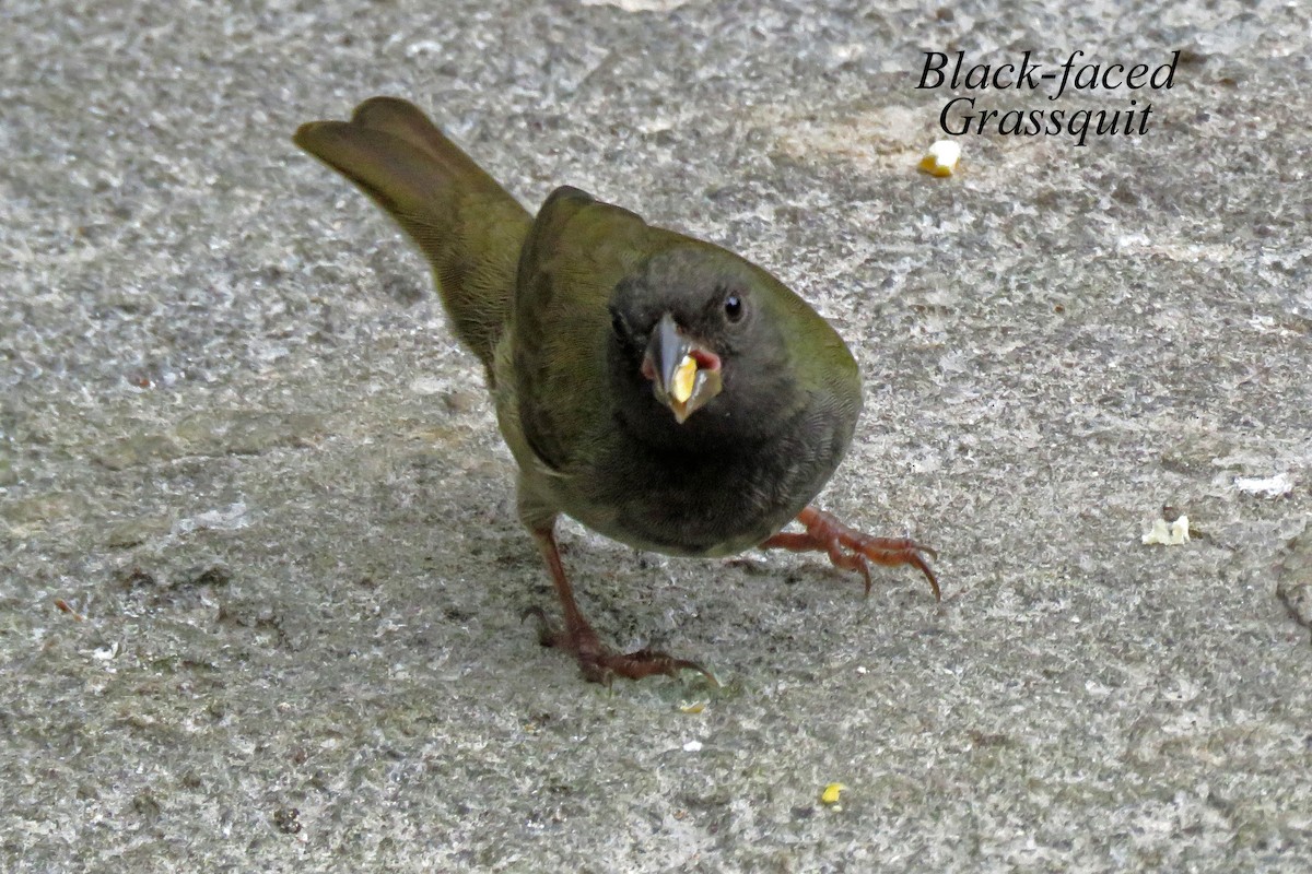 Black-faced Grassquit - Merrill Lester