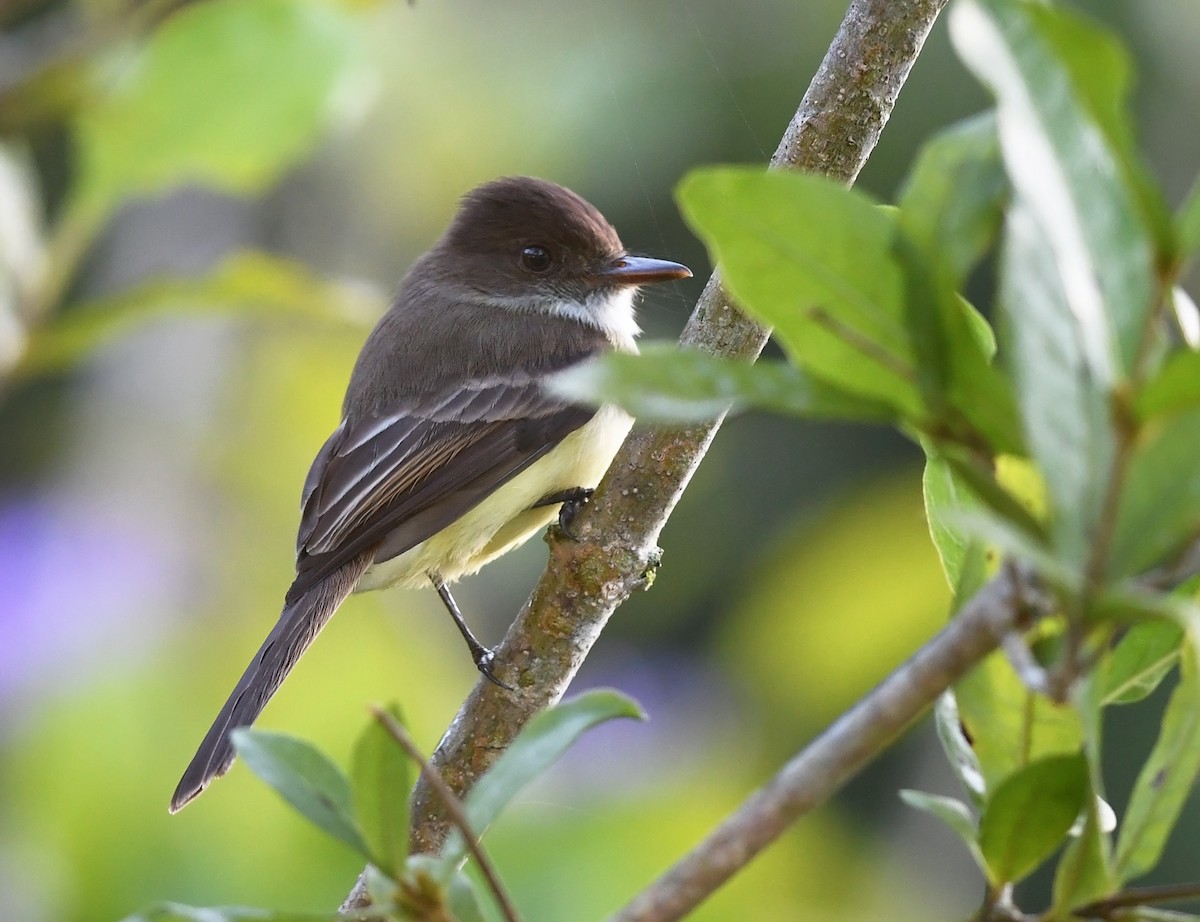 Sad Flycatcher - Joshua Vandermeulen