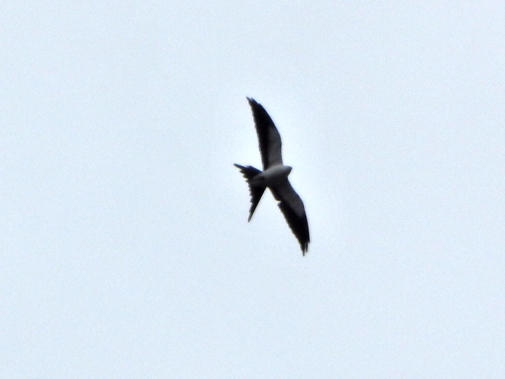 Swallow-tailed Kite - jonathan clark