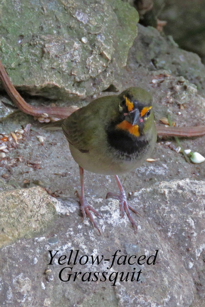 Yellow-faced Grassquit - Merrill Lester