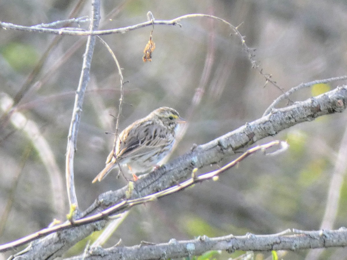 Savannah Sparrow - Justin Cober-Lake