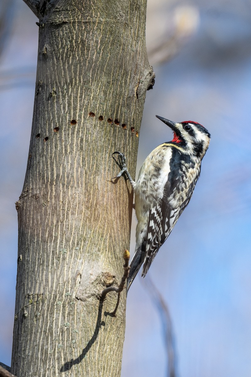 Yellow-bellied Sapsucker - Nadine Bluemel