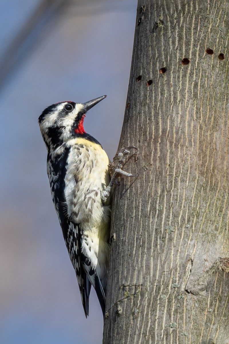 Yellow-bellied Sapsucker - ML616507739