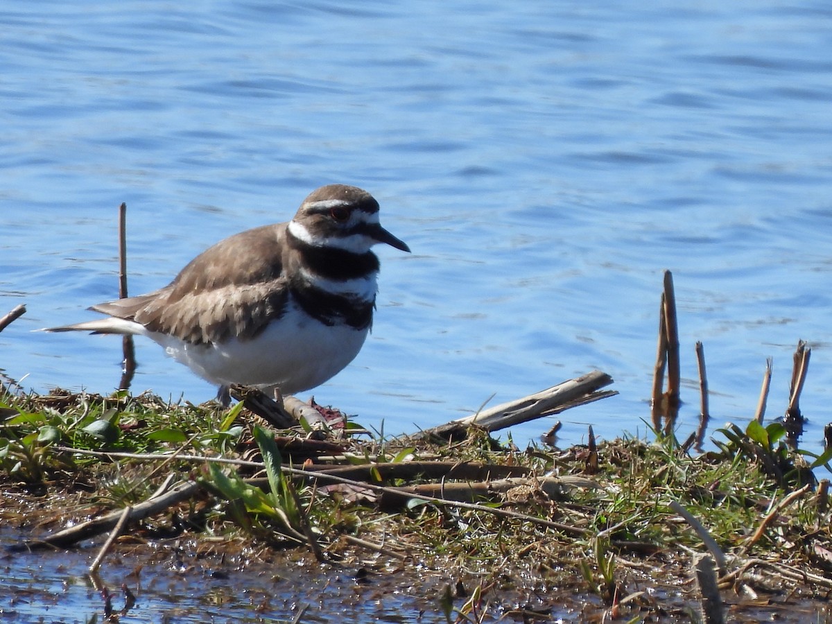 Killdeer - ML616507746